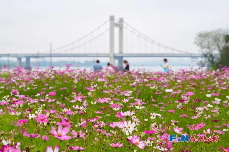 乌龙江公园波斯菊盛开。记者 包华 摄