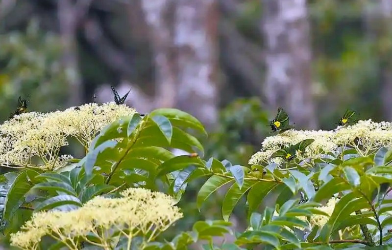 金斑喙凤蝶多只成蝶同框。图片来源：福建戴云山国家级自然保护区管理局