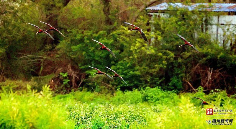 2026年4月6日，9只国家一级保护野生动物——彩鹮现身福州市连江县山堂村上空，这是近年来福建省记录到数量彩鹮最多的一次。王乃珠 摄