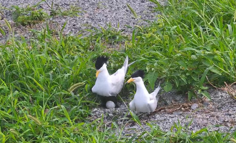 中华凤头燕鸥孵蛋画面。图片来源：福建省观鸟协会