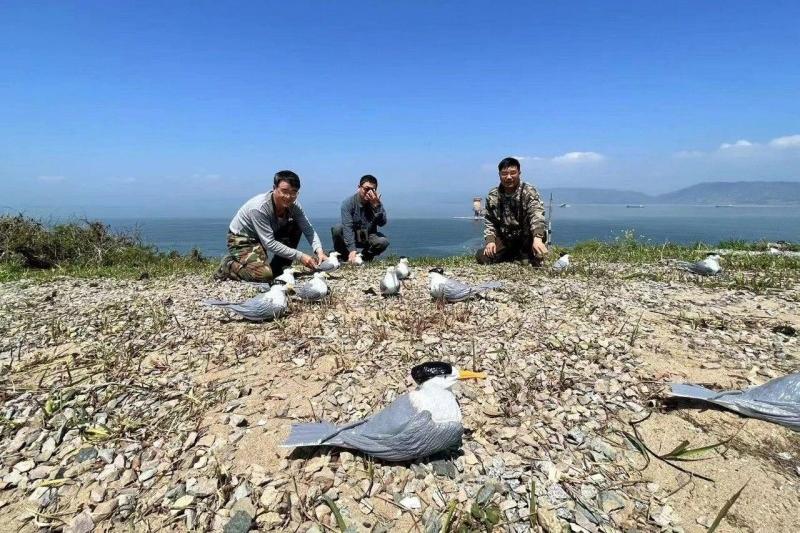 志愿者在岛上布设招引中华凤头燕鸥的设备。图片来源：福建省观鸟协会