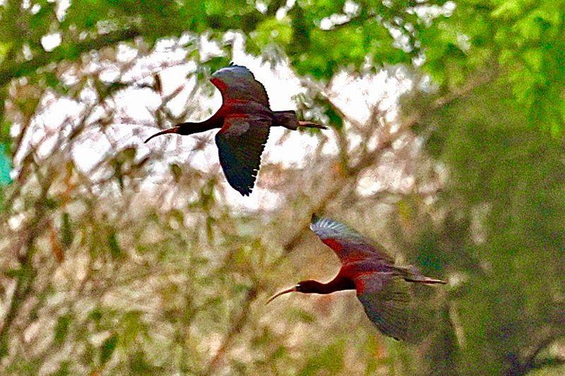 彩鹮。王乃珠 摄