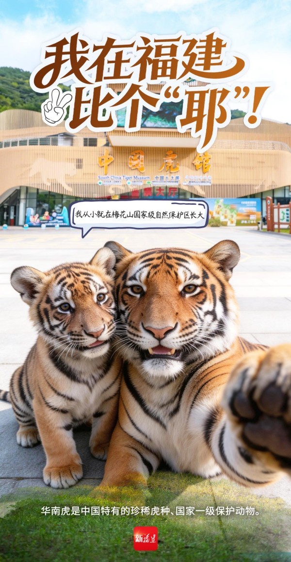 福建梅花山国家级自然保护区被誉为“华南虎最理想的栖息地”。1998年，龙岩市在全国率先启动华南虎拯救工程，建设华南虎繁育中心，引进人工圈养的虎种，开展华南虎保护繁育研究。2025年6月26日，全国最大的华南虎野化训练基地在梅花山投入使用，标志着华南虎保护工作向前迈出了坚实的一大步。