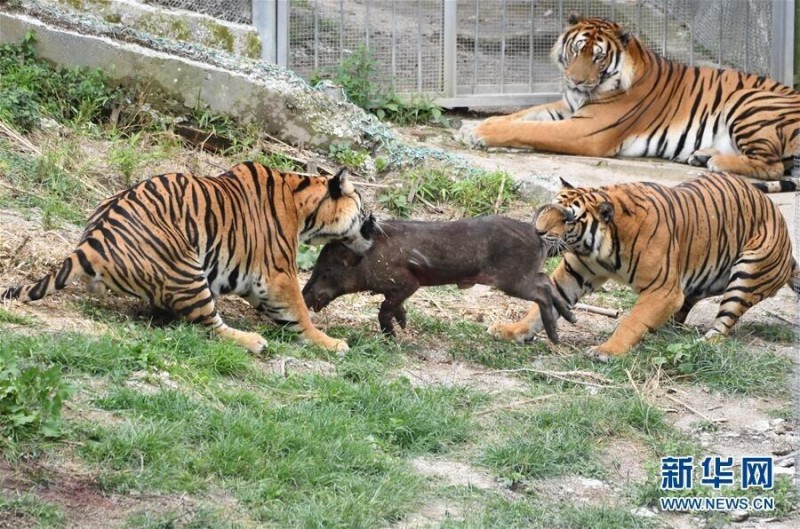 两只华南虎在梅花山散放区捕食。新华社记者 林善传 摄