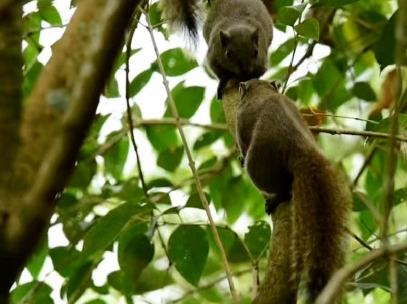 2026年2月21日，国家“三有”保护动物赤腹松鼠现身三明大田赤岩山。图源：中央广播电视总台福建总站