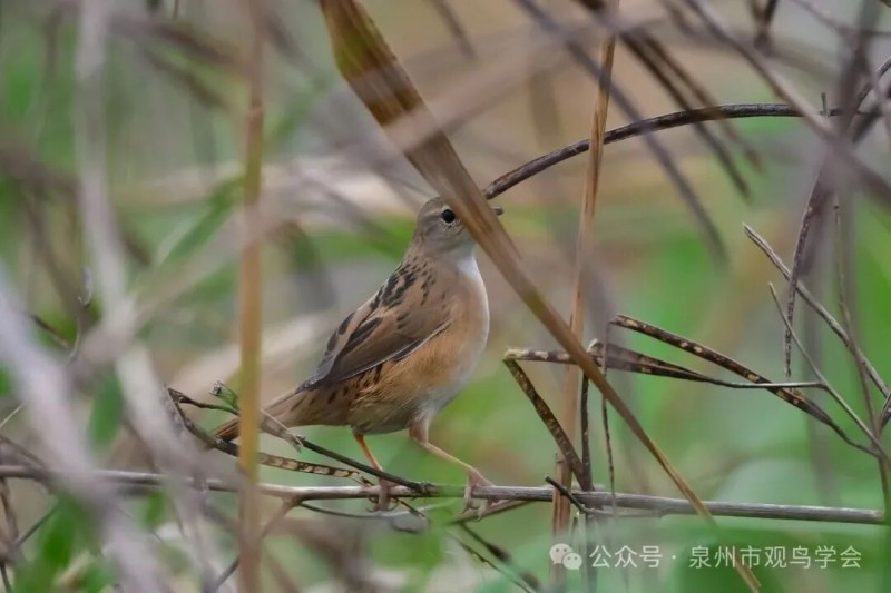 2026年3月29日-30日，泉州市观鸟学会会员陈文森在石狮湿地公园观察并拍摄到了斑背大尾莺。陈文森 摄