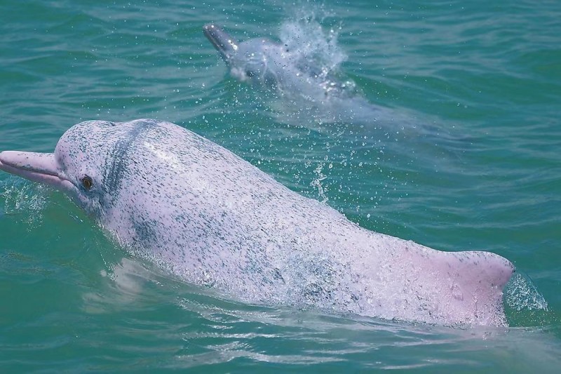 南安市红十字海上救护志愿服务队拍摄的中华白海豚。郑万健 摄