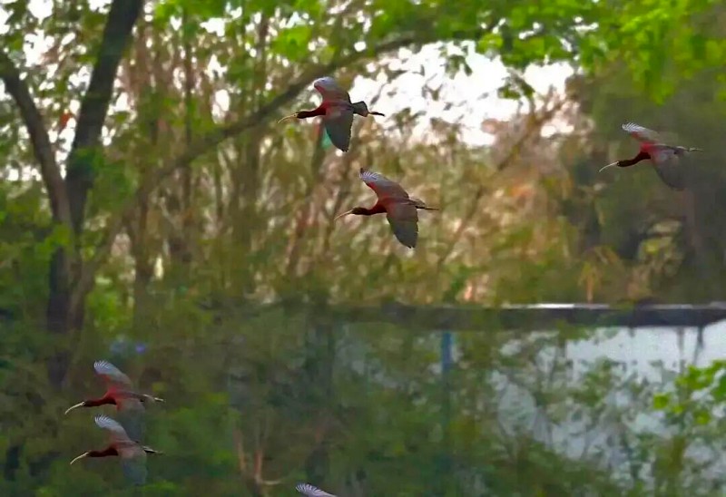 彩鹮。王乃珠 摄