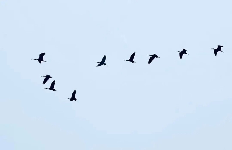 2026年4月6日下午3时许，9只彩鹮悄然现身山堂村上空。王乃珠 摄