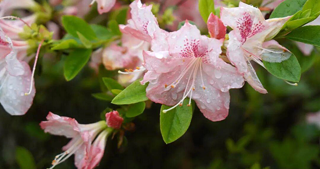 开了!福州鼓岭柱里杜鹃谷开了成片杜鹃花海!