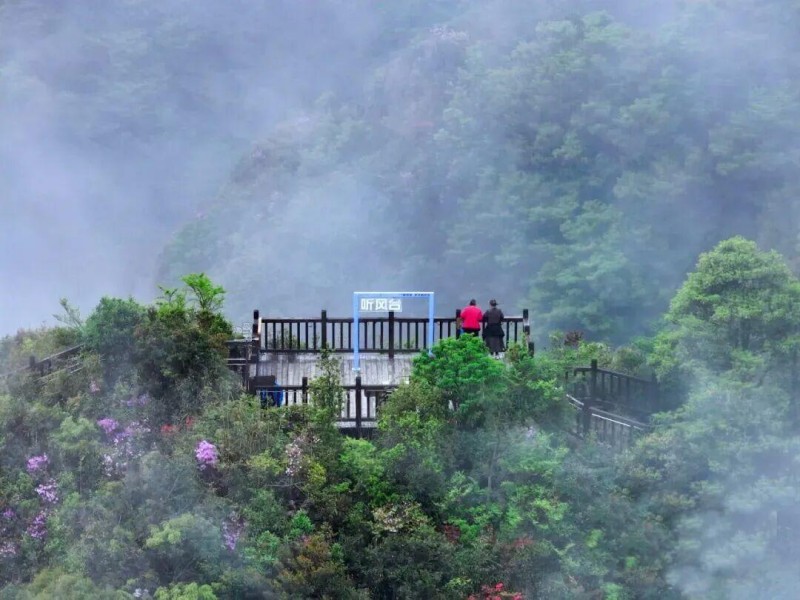 雨雾滋润中的杜鹃，配合着远山近峦的云雾缭绕，更是增添了一丝仙气。