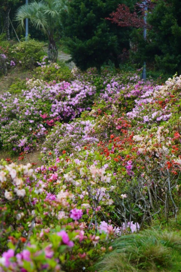 特别是环柱岗顶的游步道，两旁的杜鹃花形成了一道花的长廊。