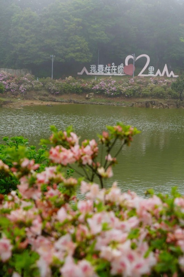 特别是环柱岗顶的游步道，两旁的杜鹃花形成了一道花的长廊。