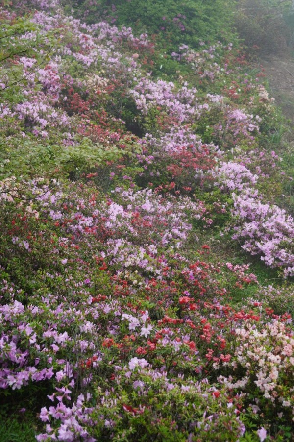 在柱里杜鹃谷，湖畔、山坡、栈道，随处可见盛开的杜鹃花。