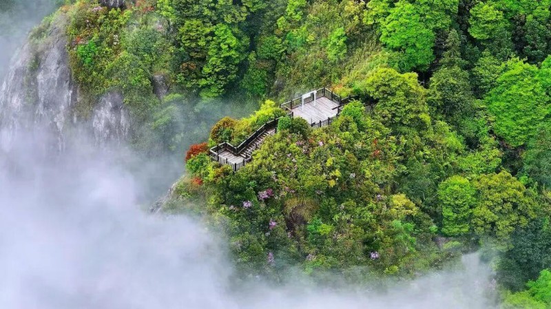 雨雾滋润中的杜鹃，配合着远山近峦的云雾缭绕，更是增添了一丝仙气。