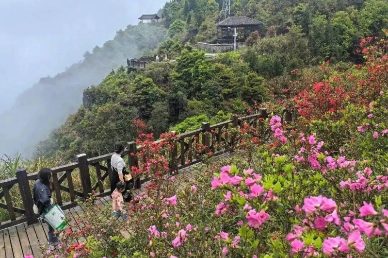 特别是环柱岗顶的游步道，两旁的杜鹃花形成了一道花的长廊。
