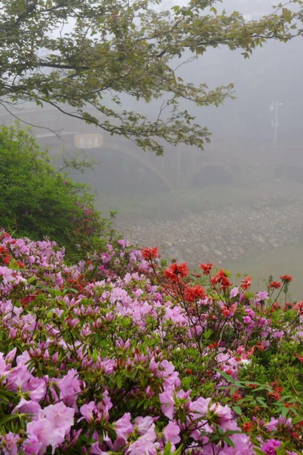 特别是环柱岗顶的游步道，两旁的杜鹃花形成了一道花的长廊。