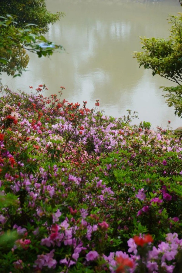 在柱里杜鹃谷，湖畔、山坡、栈道，随处可见盛开的杜鹃花。