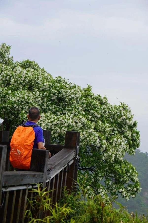 鼓岭的流苏也蓄势待发，预计4月中旬将迎来盛花期。