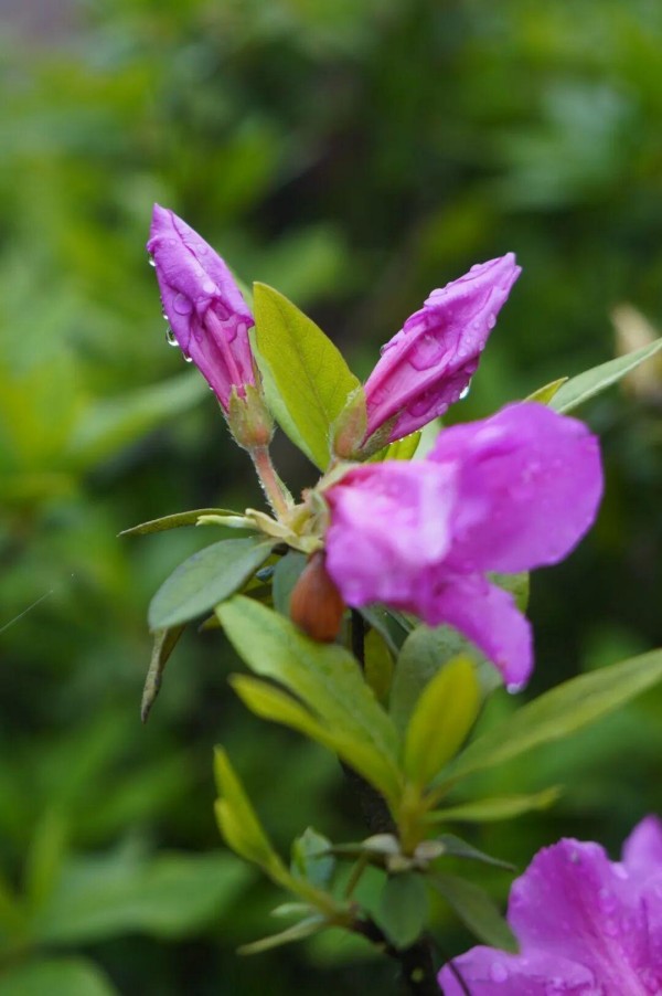 春雨中的杜鹃，褪去了晴日里的些许张扬，平添了几分温婉与沉静。
