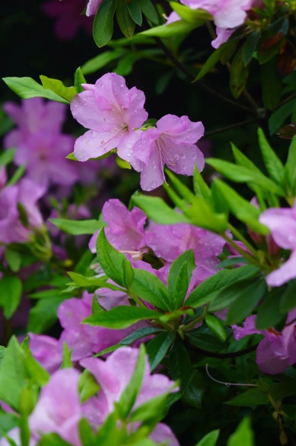春雨中的杜鹃，褪去了晴日里的些许张扬，平添了几分温婉与沉静。