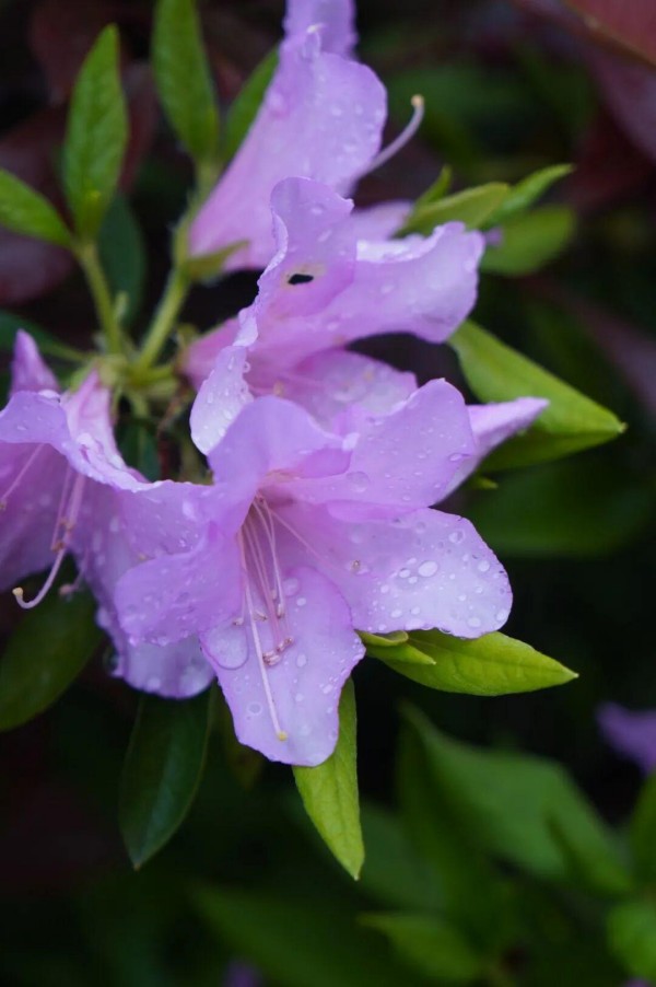 春雨中的杜鹃，褪去了晴日里的些许张扬，平添了几分温婉与沉静。