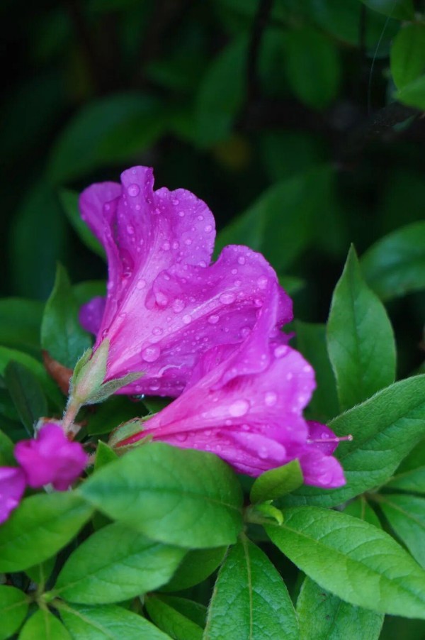 春雨中的杜鹃，褪去了晴日里的些许张扬，平添了几分温婉与沉静。