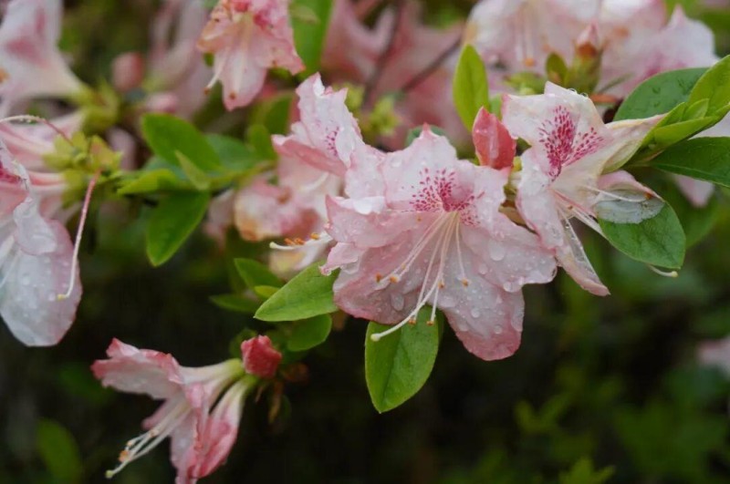 雨珠，成了最灵巧的点缀师，落在花上、叶上，晶莹剔透，让人不忍心触碰。