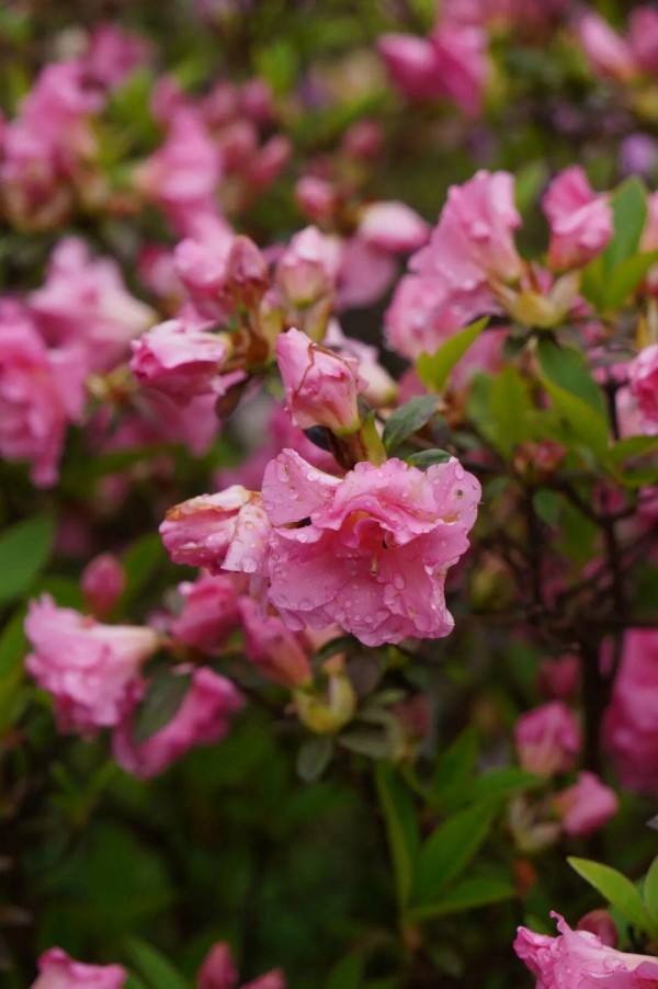 雨珠，成了最灵巧的点缀师，落在花上、叶上，晶莹剔透，让人不忍心触碰。