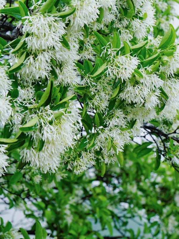 2025年4月流苏盛放图。