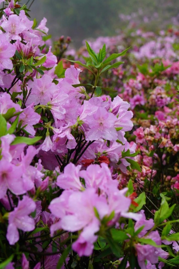 在柱里杜鹃谷，湖畔、山坡、栈道，随处可见盛开的杜鹃花。