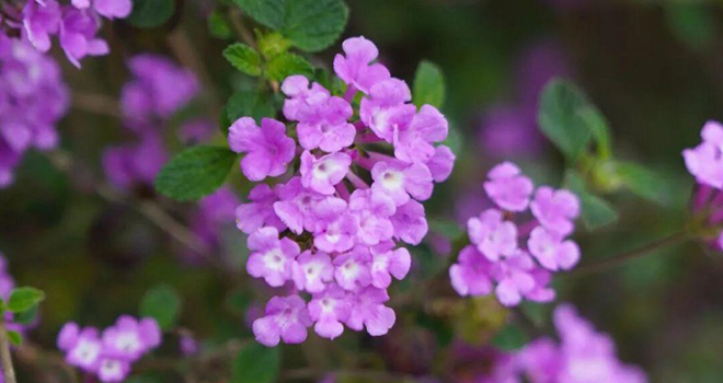 用Color Walk的方式，打开鼓岭的春天