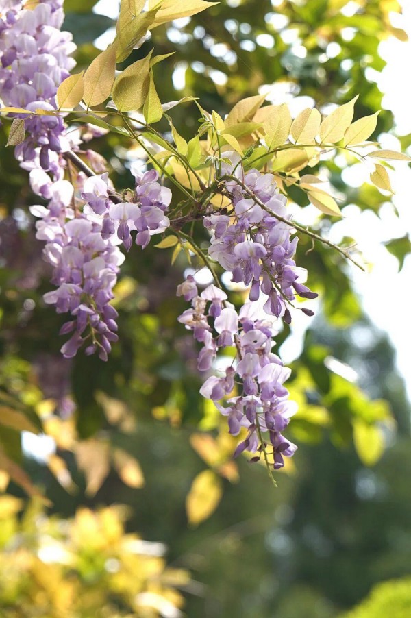 柱里停车场入口处，转角惊喜遇见一抹紫色。一串串淡紫色紫藤花穗，垂挂于枝蔓间，如紫色瀑布般倾斜而下。