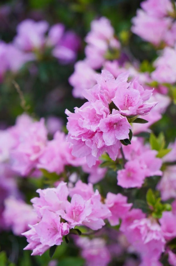 四月，柱里杜鹃花也探出花苞，粉、红、紫相间，如同精灵般点缀在山间，一丛连着一丛，形成了蔚为壮观的杜鹃长廊，四月中旬将迎来盛花期。