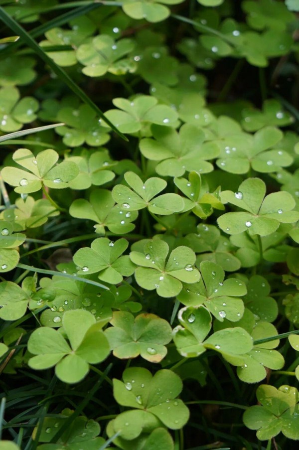 鼓岭的春天，正是从这一抹破土而出的新绿开始的。是草地上层层叠叠的翠色，公园里道路旁那草木抽芽的嫩枝，滤过阳光的层层新叶。