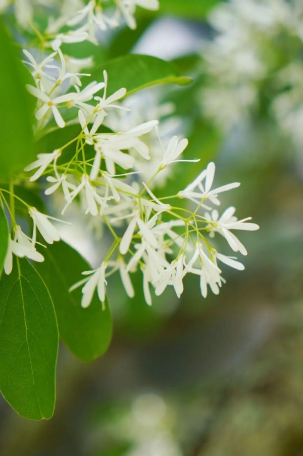 “四月雪”流苏花开，柱里的流苏蓄势待发，即将迎来一场盛大的“春雪，”加入这万紫千红、百花争艳的人间最美时节，四月中旬将迎来盛花期。