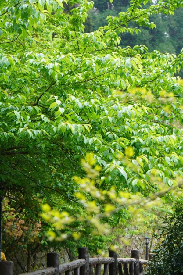 鼓岭的春天，正是从这一抹破土而出的新绿开始的。是草地上层层叠叠的翠色，公园里道路旁那草木抽芽的嫩枝，滤过阳光的层层新叶。