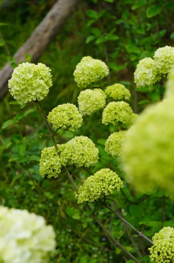木绣球初开时，簇拥成一团的青绿花朵，像一个“抹茶冰淇淋”，浮在绿叶之上，盛放后渐变为一个个大雪球挂在枝头。