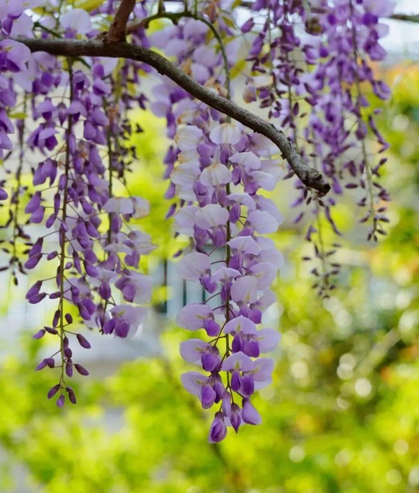 柱里停车场入口处，转角惊喜遇见一抹紫色。一串串淡紫色紫藤花穗，垂挂于枝蔓间，如紫色瀑布般倾斜而下。