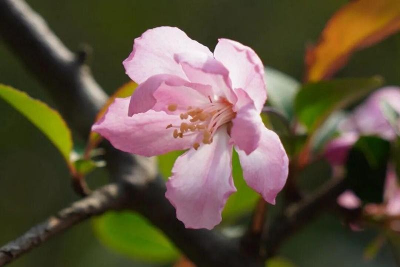 四月的鼓岭，仿佛落入了一个醉人的“花花世界”，柱里湖畔如云似霞的垂丝海棠，摇曳着最娇艳的春光。