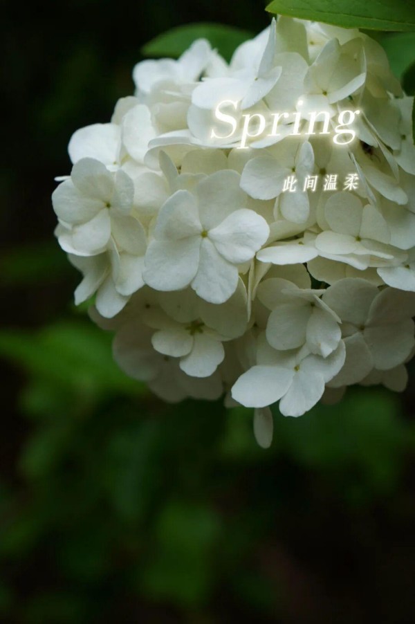盛花期雪白球。