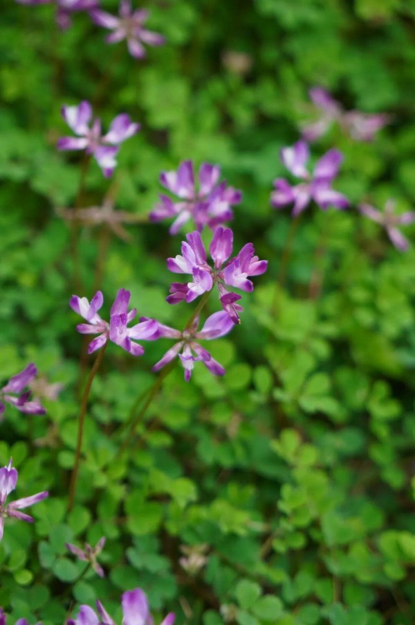 水汽滢滢氤过紫云英花地，水粉画似的涂抹在一块水溶溶的绿毯之上，让人忍不住要蹲下与它平视一番。
