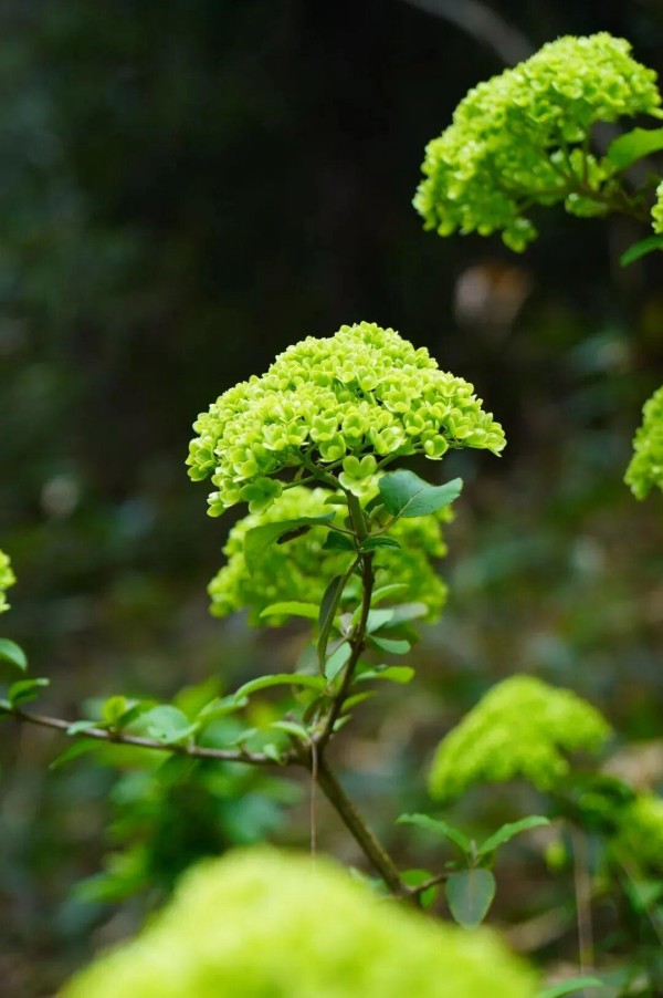 初花期抹茶绿。