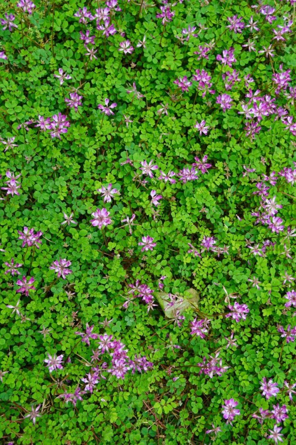 水汽滢滢氤过紫云英花地，水粉画似的涂抹在一块水溶溶的绿毯之上，让人忍不住要蹲下与它平视一番。