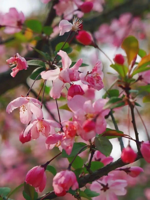 一簇簇花朵缀在枝头，花色如胭脂般粉嫩，还带着几分粉白。如串串小铃铛，随风轻摇，娇柔妩媚，惹人怜爱，温柔得让人移不开眼。