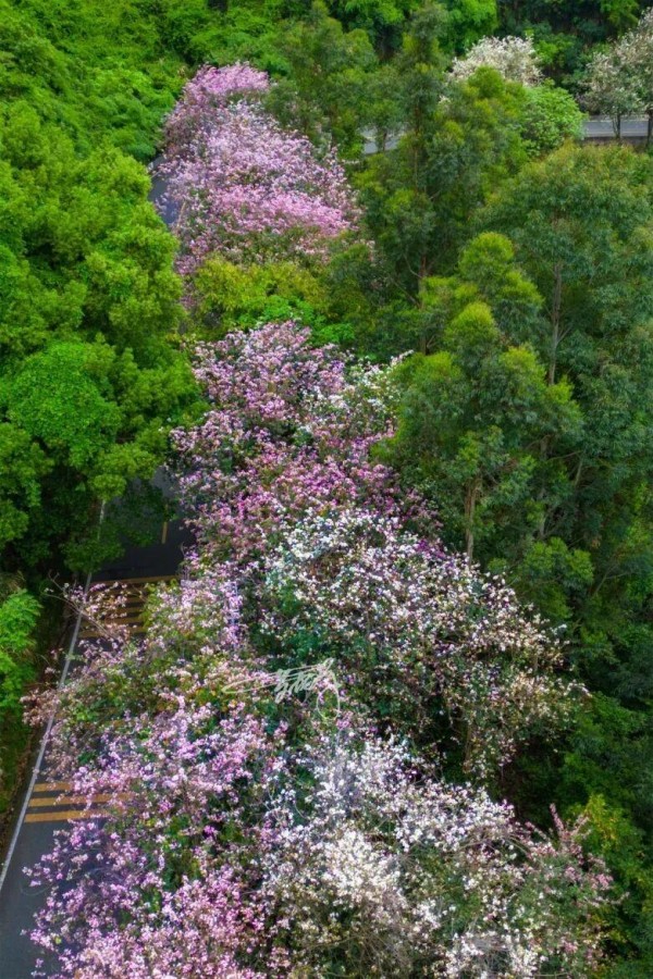 粉白色羊蹄甲花朵闹上枝头，映衬着盘山公路，瞬间变身“羊蹄甲花榭大道”。