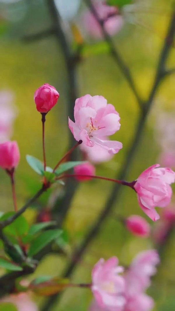 四月的鼓岭，仿佛落入了一个醉人的“花花世界”，柱里湖畔如云似霞的垂丝海棠，摇曳着最娇艳的春光。