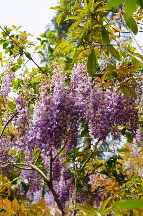 柱里停车场入口处，转角惊喜遇见一抹紫色。一串串淡紫色紫藤花穗，垂挂于枝蔓间，如紫色瀑布般倾斜而下。