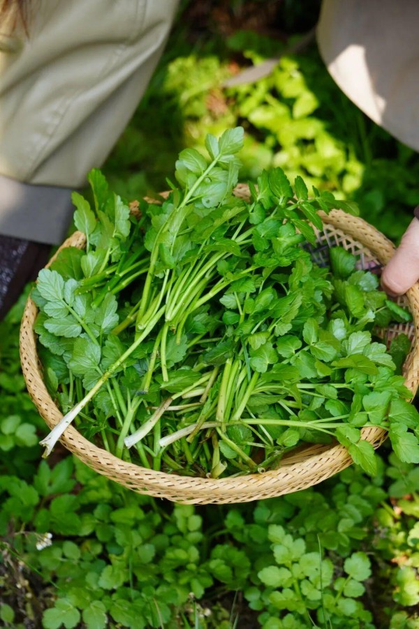 山岭的绿，不仅展现花和叶，还洒落在田埂上。那刚冒头的荠菜、马兰头身上，它们变成餐桌上的春菜，每一口都裹着鼓岭春天，最本真的清鲜与治愈。