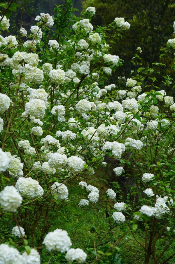 枝桠托着层层叠叠的温柔，绿白相叠的褶皱里，藏着鼓岭暮春轻轻絮语。